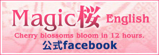 Magic桜英語版公式Facebook