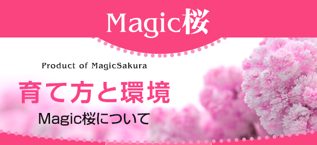 魔法の水をかけると12時間で咲く不思議な桜、Magic桜