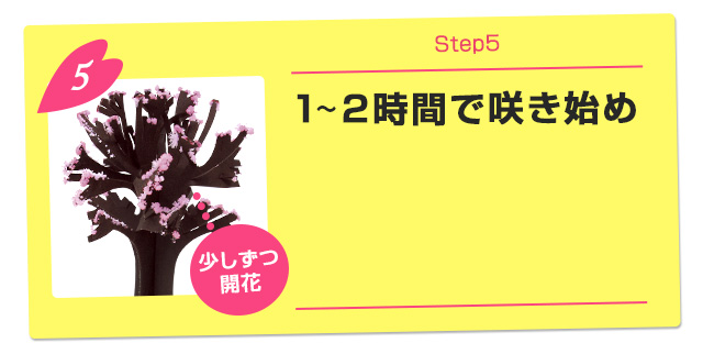 1～2時間で咲き始め