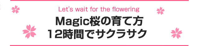 Magic桜の育て方12時間でサクラサク