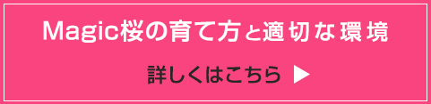 Magic桜の育て方と適切な環境　詳しくはこちら