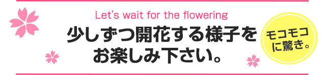 モコモコに驚き。少しずつ開花する様子をお楽しみ下さい。