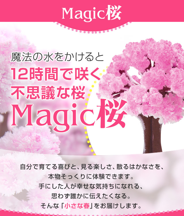 魔法の水をかけると12時間で咲く不思議な桜、Magic桜